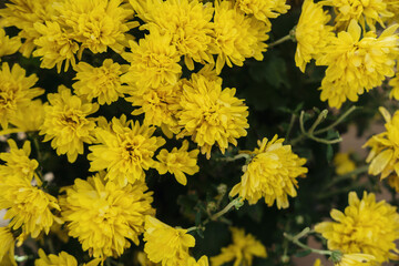 Bright yellow chrysanthemums blooming in a garden during a sunny afternoon