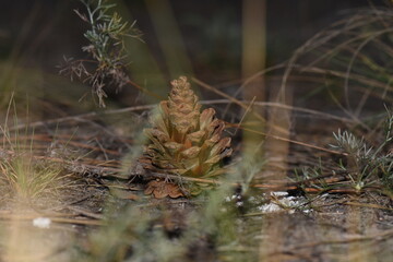 Pine cone on the ground in the pine forest, close up