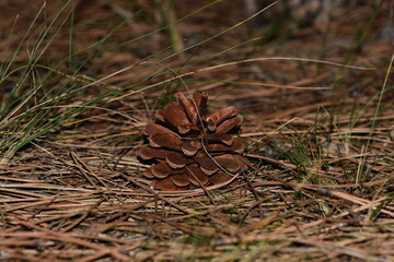 close up of pine cone