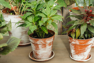 Vibrant indoor plants in rustic terracotta pots on a wooden table