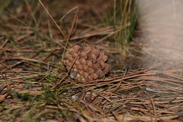 Pine cone on the ground in the pine forest, close up