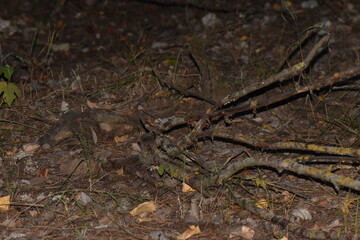 pine tree branches