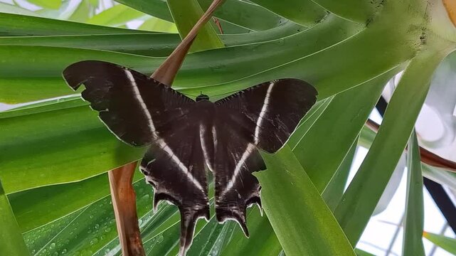butterfly perched on a leaf