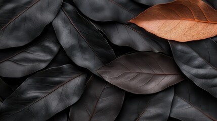 An aesthetically pleasing arrangement of black and brown dried leaves on a rustic surface, capturing the essence of nature's intricate textures and autumn vibes.