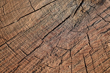 Fototapeta premium eco-track made of round wood slices, brown stumps eco-track 