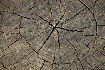 eco-track made of round wood slices, brown stumps eco-track 