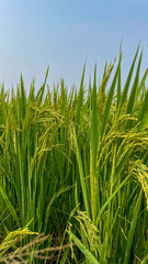 Naklejka premium Close-up of a lush rice paddy field under a clear blue sky, symbolizing abundant harvest and sustainability