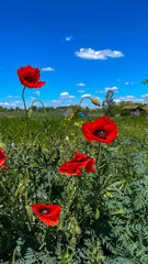 Fototapeta premium Vibrant red poppies under a clear blue sky in a rural landscape evoke the spirit of Memorial Day remembrance