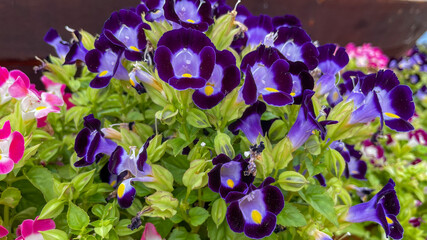 Vibrant purple and pink torenia flowers in full bloom, perfect for summer gardening and enhancing outdoor holiday celebrations