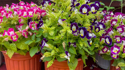 Vibrant torenia flowers in bloom adorn orange pots, symbolizing summer gardening and adding color to outdoor holiday gatherings