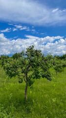 Fototapeta premium A lush apple orchard under a vibrant blue sky, symbolizing sustainable agriculture and the abundance of a fruitful harvest