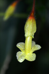 ソレノフォラ・トゥースレンシス