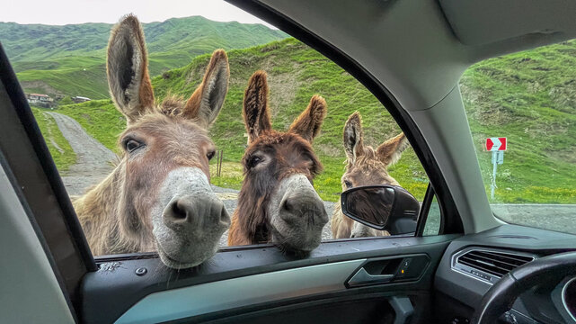 Three curious donkeys lean into a car window on a scenic rural road, illustrating the playful side of countryside travel