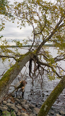 A moss-covered tree leans over a calm lake, reflecting the balance of nature and serenity in a peaceful autumn setting