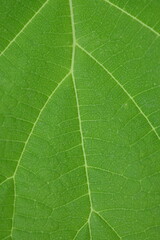 delicate green structure of the tree leaf, macro texture of the leaf vein 