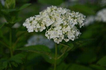 white hydrangea flowers close up, macro texture of hydrangea flowers, flowers for posters and photos, white hydrangea flowers, a bunch of hydrangea flowers close-up on a green background, floral textu