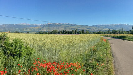 Scenic rural landscape with wheat fields and poppies under clear blue skies, ideal for Earth Day or agricultural themes