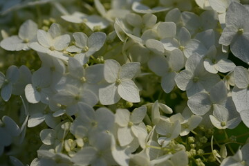 white hydrangea flowers close up, macro texture of hydrangea flowers, flowers for posters and photos, white hydrangea flowers, a bunch of hydrangea flowers close-up on a green background, floral textu