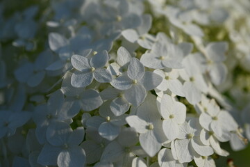 white hydrangea flowers close up, macro texture of hydrangea flowers, flowers for posters and photos, white hydrangea flowers, a bunch of hydrangea flowers close-up on a green background, floral textu