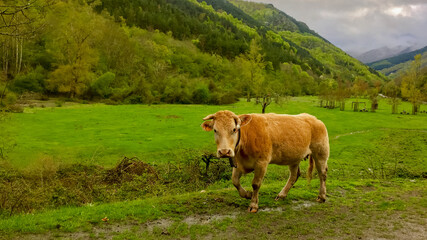 A brown cow grazes peacefully in a lush green valley, embodying rural tranquility and sustainable agriculture themes