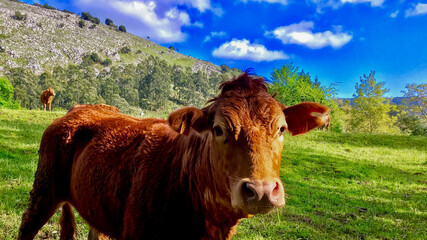 A brown cow grazes peacefully in a lush, green mountain pasture under a vibrant blue sky, symbolizing tranquility and sustainable agriculture