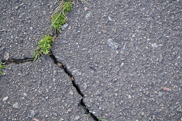 dark green plants close-up in grey asphalt crack close-up, pavement filled with green plants,...