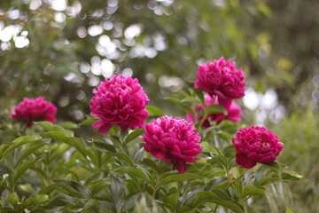 pink and white flowers