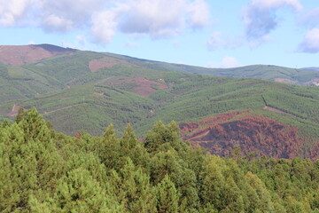 Obraz premium Waldbrandregion in Portugal