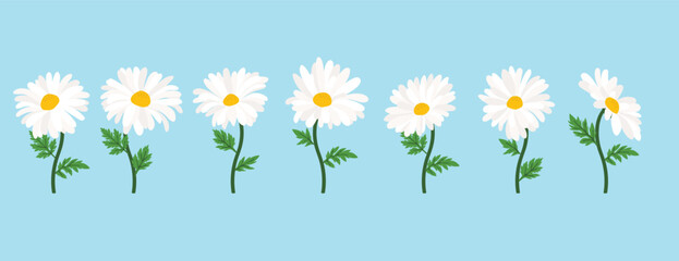 Daisy flower background.Eps 10 vector.