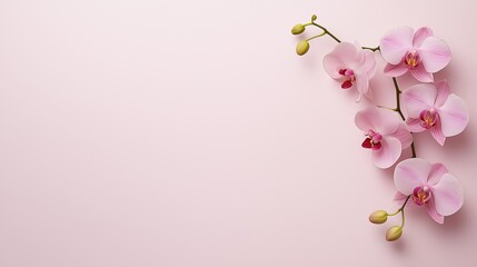 Obraz premium Delicate Pink Orchid Flowers on Soft Background
