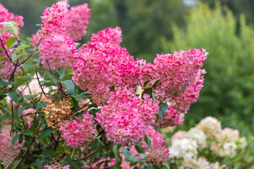 Obraz premium Hydrangea paniculata Vanille Fraise on a stem