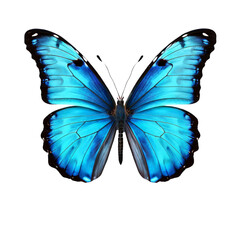 Fototapeta premium Blue Butterfly Isolated