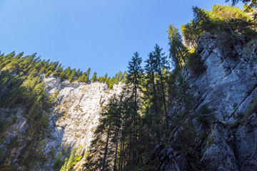 landscape of padis plateau in apuseni natural park of romania. forest on the rock. cetatile ponorului also called castle of miracles is the most spectacular cave in of bihor mountains