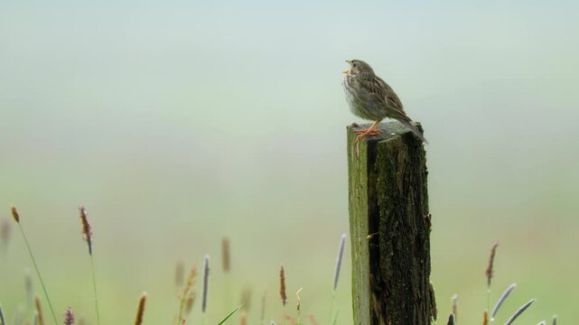 Corn bunting (Emberiza calandra) singing, bird song in meadow
