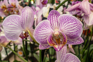 floral background of white and purple orchids in a greenhouse close up