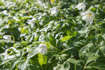 White wood anemone (Anemone nemorosa) stretching for the sun in the forest in spring