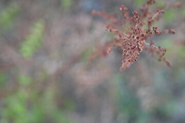 dried tree leaves as background, drought effects on trees, dried leaves during the drought 