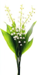 Fototapeta premium Lily-Of-The-Valley Flowers Bunch on White Background. Isolated Spring Nature Plant in Macro Close-up