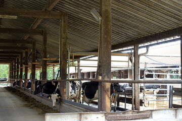 Kuhstall