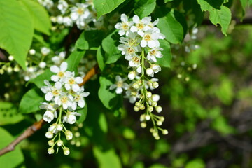 a close up of a cluster of white flowers of the bird cherry tree