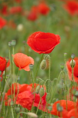 Obraz premium Klatschmohn