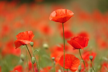 Fototapeta premium Klatschmohn