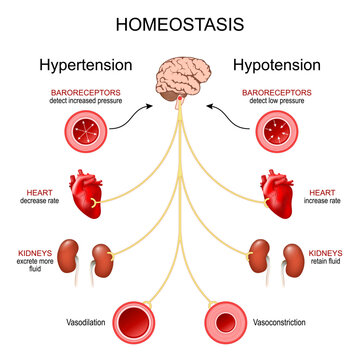 Homeostasis. Blood pressure regulation.