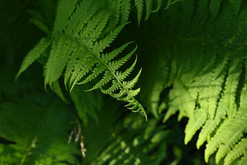 green fern leaves in the sunlight as background, maro green fern leaves as background, eco-development concept