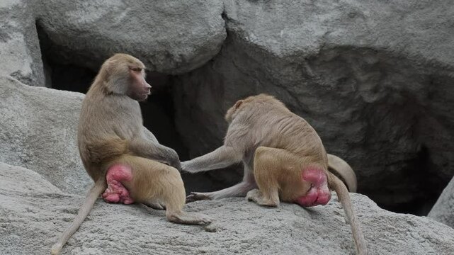 Group of baboon animal sitting and playing on a rock, 4k