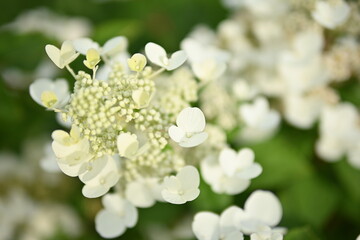 white hydrangea flowers, a bunch of hydrangea flowers close-up on a green background, floral texture, gradient, beautiful wedding, garden, plant, vegetable garden, Ukrainian shrub	
