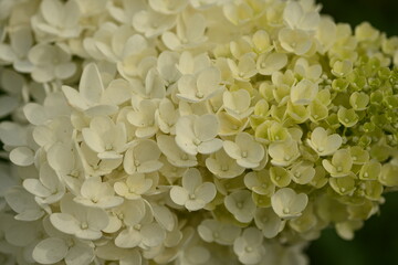 white hydrangea flowers, a bunch of hydrangea flowers close-up on a green background, floral texture, gradient, beautiful wedding, garden, plant, vegetable garden, Ukrainian shrub	
