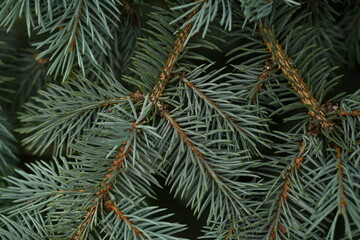 green branches of a Christmas tree close-up, short needles of a coniferous tree close-up on a green background, texture of needles of a Christmas tree close-up, blue pine branches