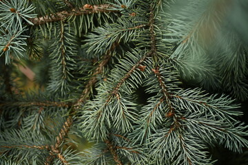 green branches of a Christmas tree close-up, short needles of a coniferous tree close-up on a green background, texture of needles of a Christmas tree close-up, blue pine branches