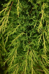 background green juniper branches texture ripe blue berries close-up gradient turquoise color fragrant spice in nature	

